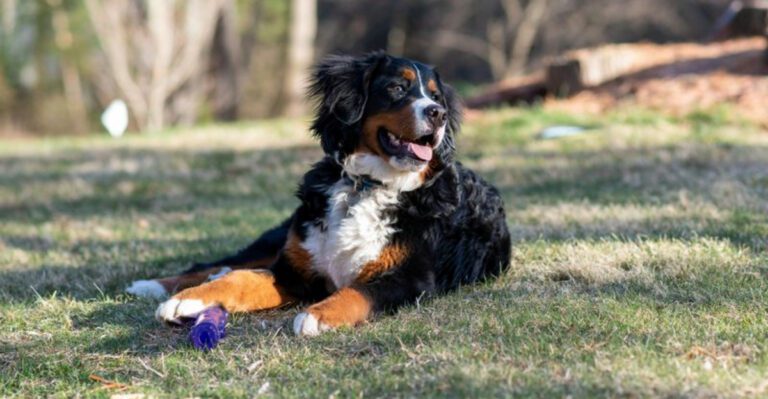 11 irresistibly soft dog breeds youll want to pet nonstop and theyll love every second of it dog news