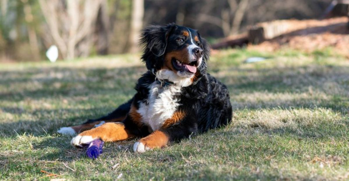 11 irresistibly soft dog breeds youll want to pet nonstop and theyll love every second of it