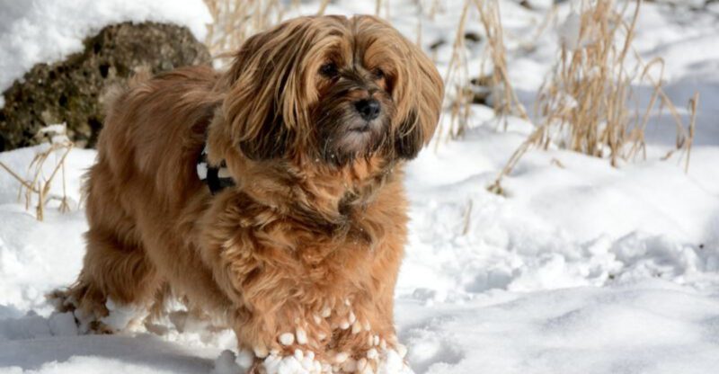 11 long living dog breeds that could be your lifelong companion