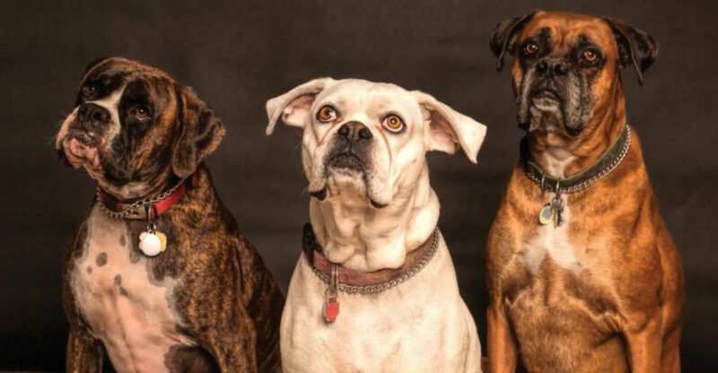 11 loyal dog breeds that naturally watch over children