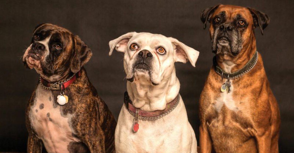 11 loyal dog breeds that naturally watch over children