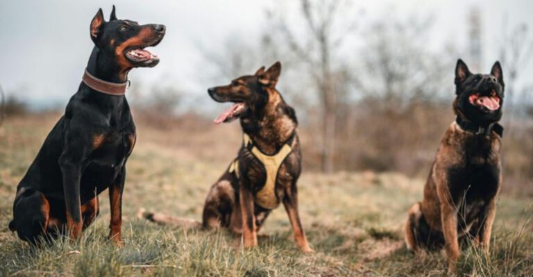 11 loyal dogs that form incredibly close emotional connections dog news