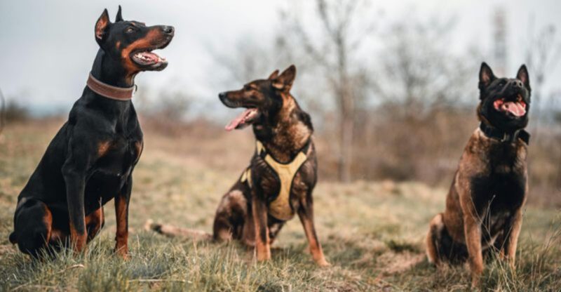 11 loyal dogs that form incredibly close emotional connections