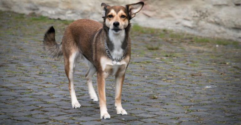 11 of the least popular dog breeds 1 dog news