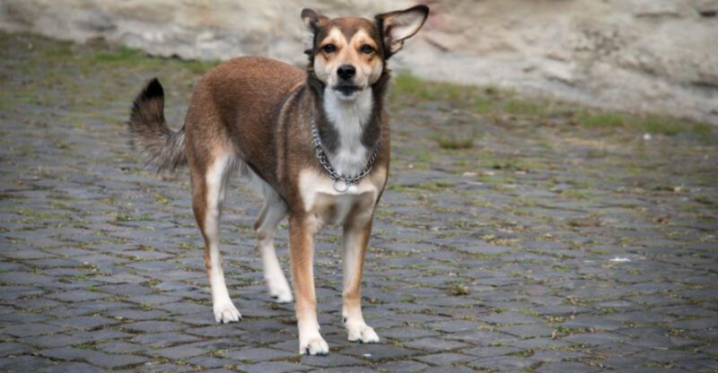 11 of the least popular dog breeds 1