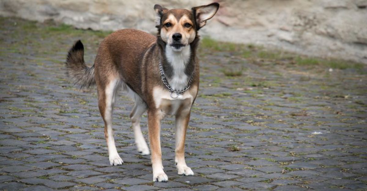 11 of the least popular dog breeds