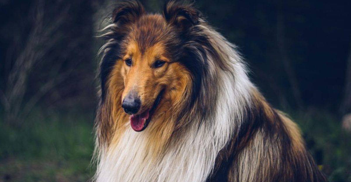 11 peaceful dog breeds that are as kind as they come