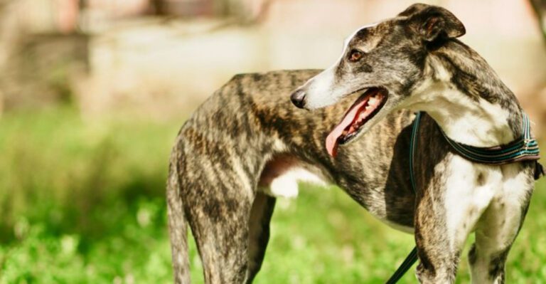 11 puppies that may need extra supervision to prevent running away dog news