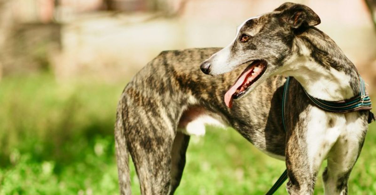 11 puppies that may need extra supervision to prevent running away