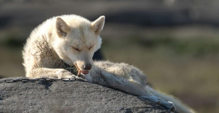 11 stunning husky like breeds you will fall in love with instantly dog news