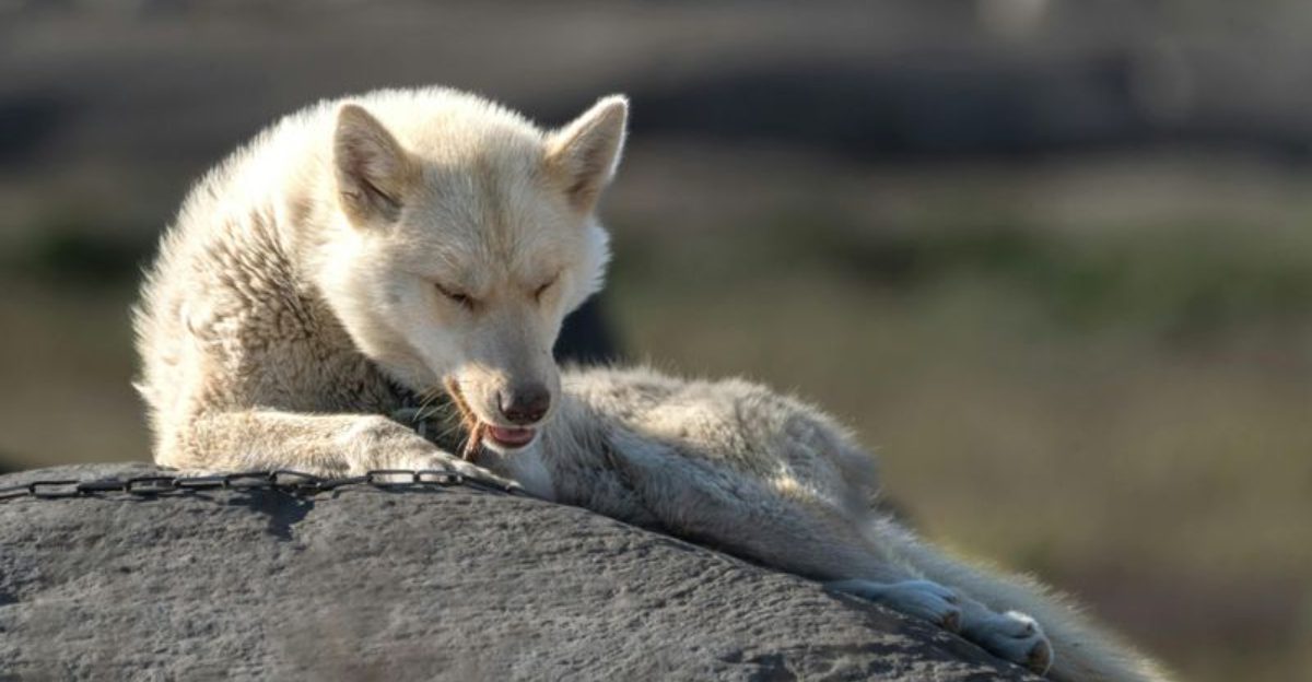 11 stunning husky like breeds you will fall in love with instantly