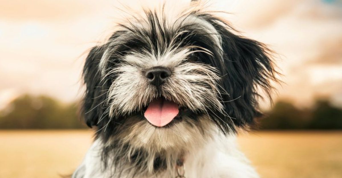 11 sweetest dog breeds that will shower you with affection