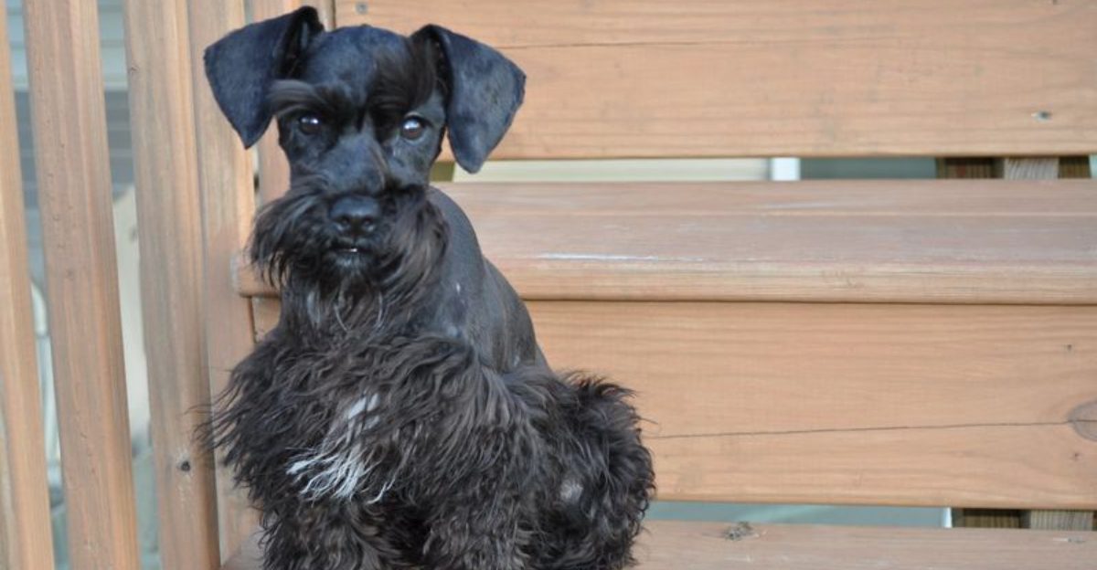 11 watchdog breeds that guard your home without being intimidating