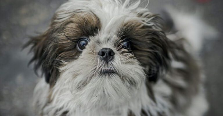 12 Dog Breeds That Older Owners Say Theyd Choose Again Without Hesitation Plus 5 More Breeds They Still Adore dog news