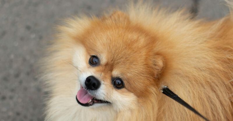 12 adorable toy dog breeds that are impossible to resist