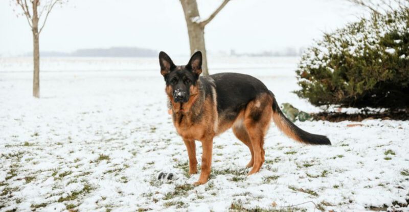 12 calm dog breeds that instantly step up when youre not safe