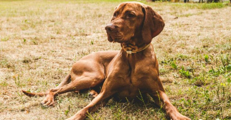 12 clingy dog breeds that struggle when youre gone dog news