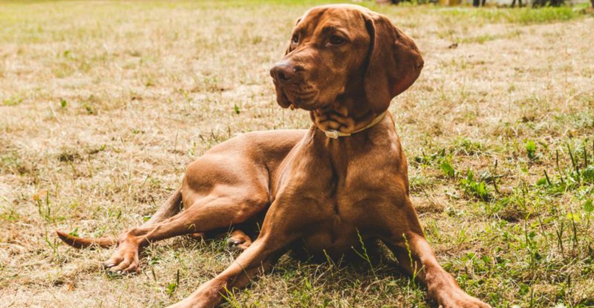 12 clingy dog breeds that struggle when youre gone