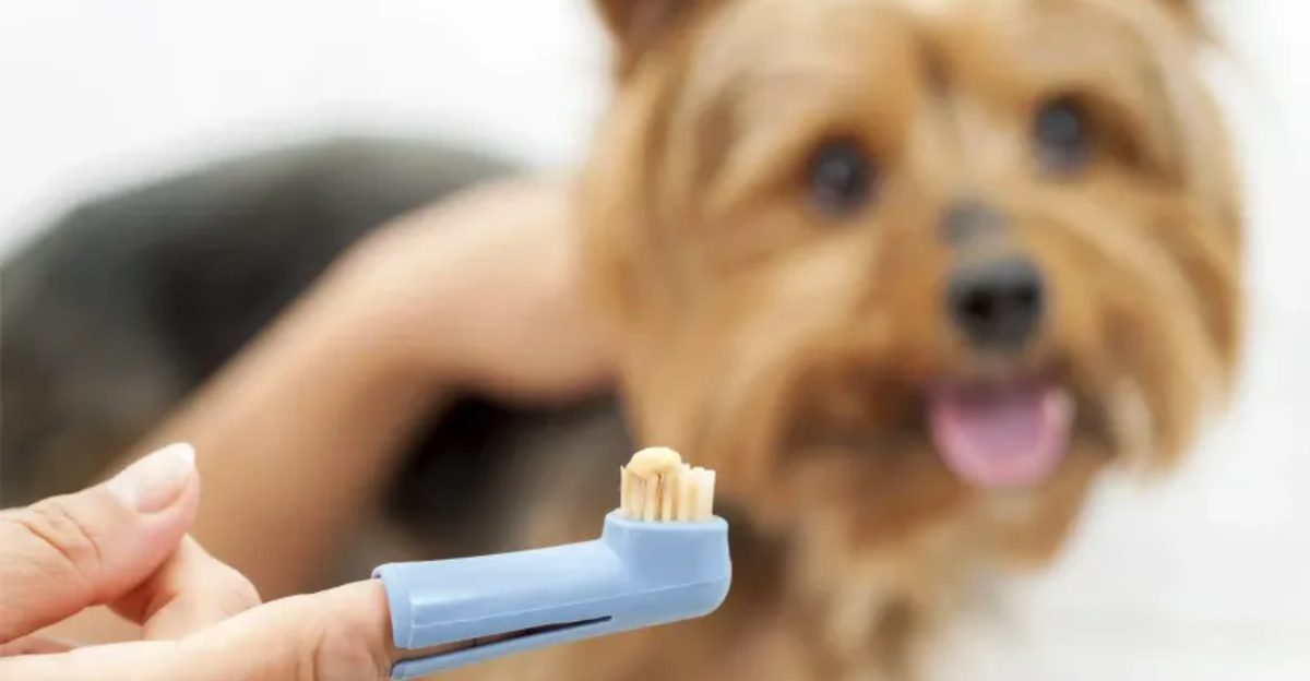 12 common mistakes that can harm your dog without you knowing