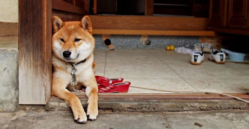 12 cute dog breeds that can be more challenging than they seem