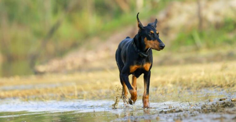 12 devoted companions that wait endlessly for their owners dog news