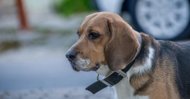 12 dog breeds known for barking the most