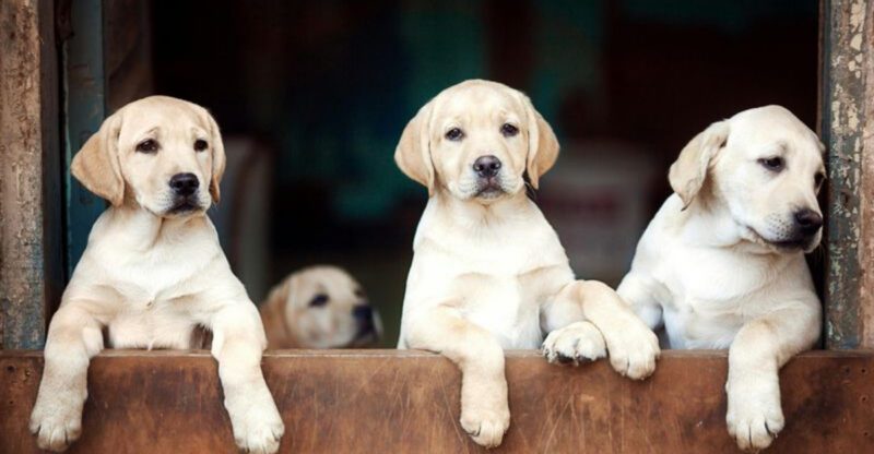 12 dog breeds parents trust most around kids