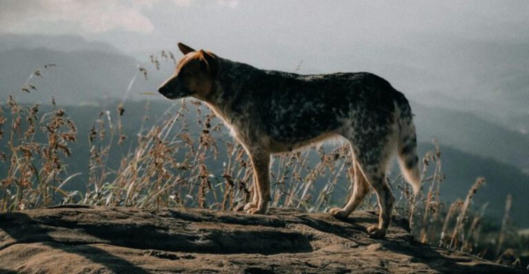 12 dog breeds that can be challenging for certain lifestyles dog news