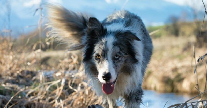 12 dog breeds that can transform your confidence and mindset