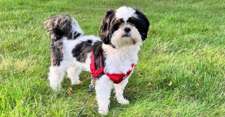 12 dog breeds that stay happy with very little exercise dog news