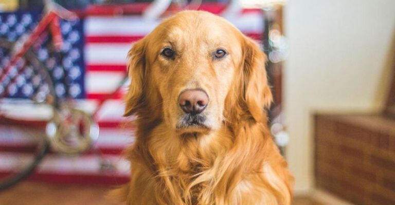 12 dogs so gentle they turn every day into a peaceful experience 1 dog news
