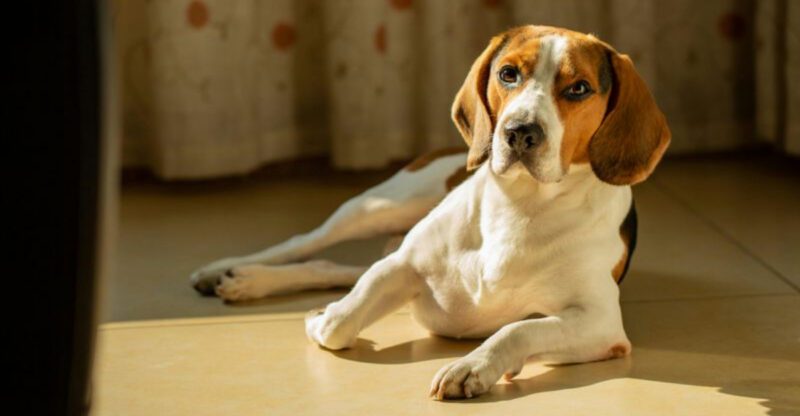 12 dogs that demand patience but give back endless joy