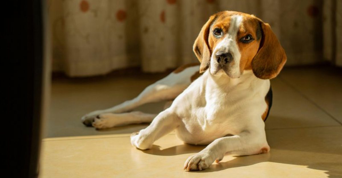 12 dogs that demand patience but give back endless joy