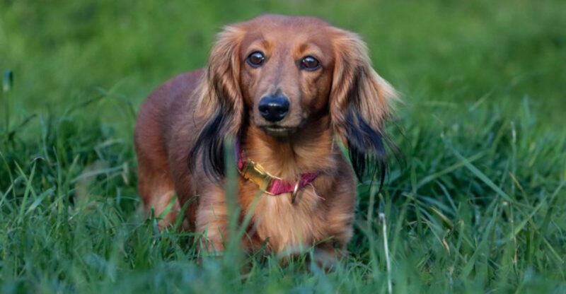 12 dogs that may have strong prey instincts around small animals