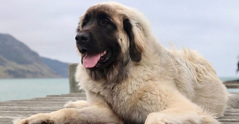 12 dogs that often show signs of aging sooner than expected dog news
