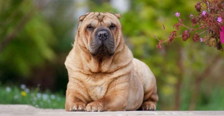 12 dogs that prove love isnt always obvious dog news