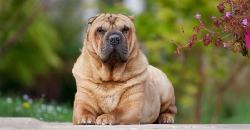 12 dogs that prove love isnt always obvious
