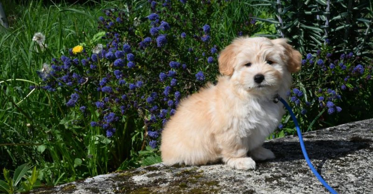 12 dogs that struggle the most when left alone