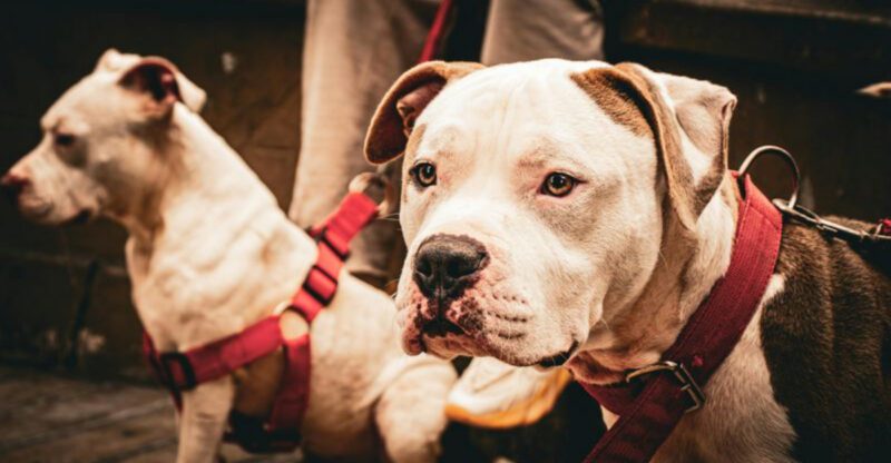 12 dogs with bad reputations that dont match reality