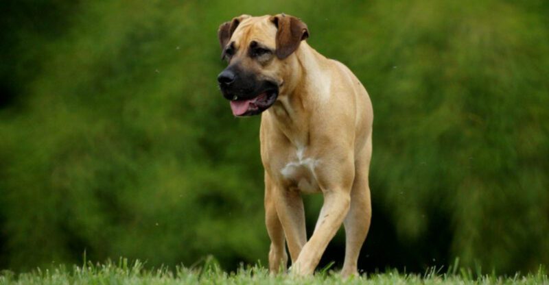 12 dogs with impressive strength that set them apart