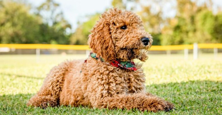 12 doodle dogs that are giving purebreds a run for their money dog news