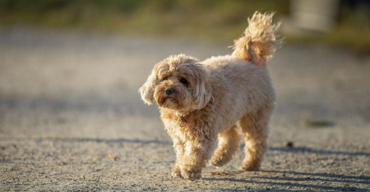 12 doodle dogs that bring happiness and 5 that can test your patience