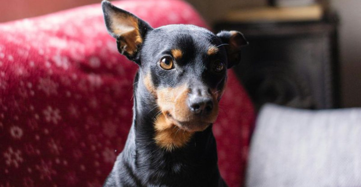 12 easy care dog breeds perfect for busy people