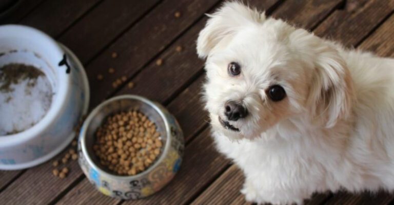 12 end of life changes dog owners should be aware of dog news