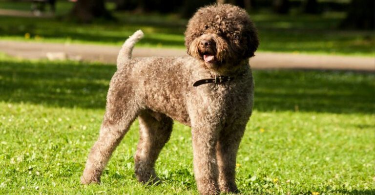 12 endangered dog breeds that need more attention dog news