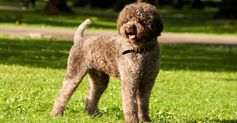 12 endangered dog breeds that need more attention