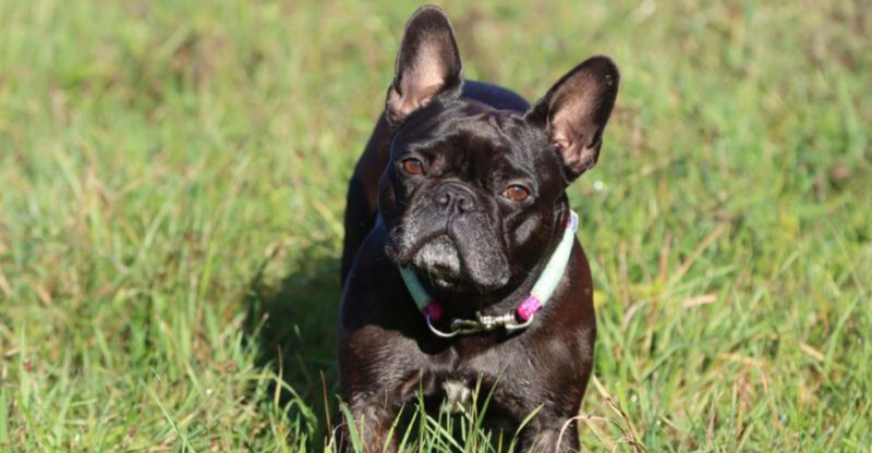 12 famous dog breeds veterinarians warn may not be the best choice