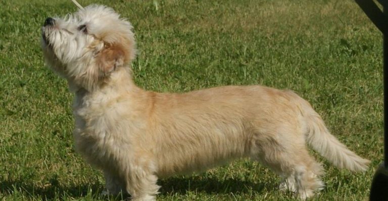 12 forgotten dog breeds and 5 that loyal owners wouldnt trade for anything dog news