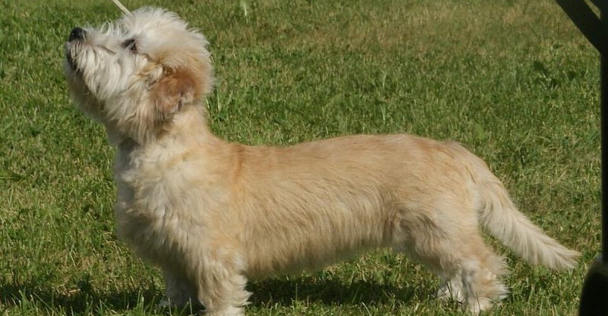 12 forgotten dog breeds and 5 that loyal owners wouldnt trade for anything