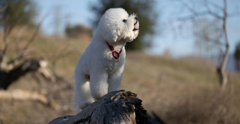 12 happy looking dog breeds that brighten your day instantly